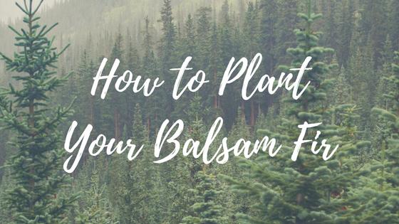 How to Plant Your Balsam Fir